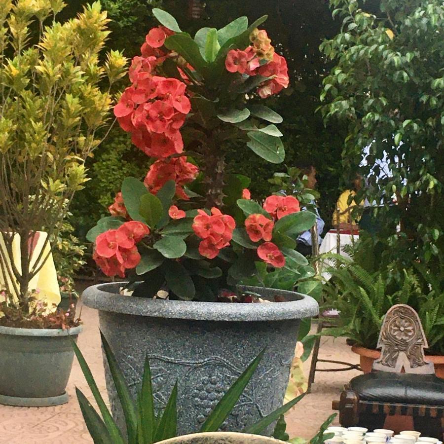 Jacaranda Hotel, Bahir Dar Eksteriør bilde